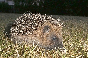  Igel
